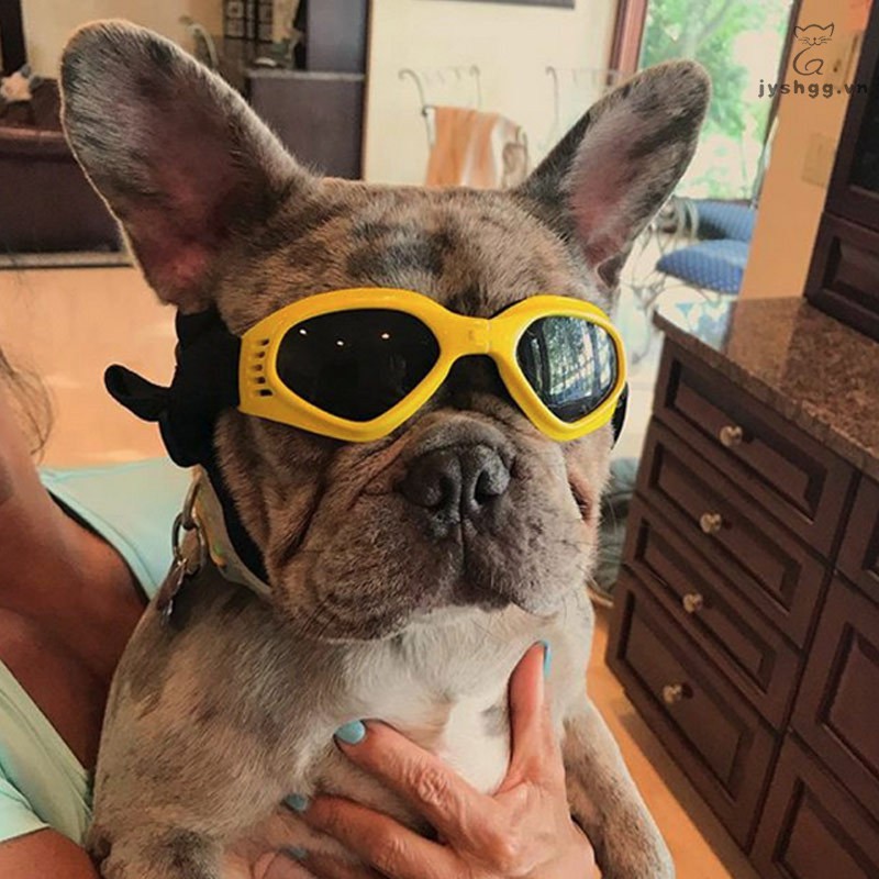 Kính mát chống gió chống nước dùng cho chó cưng
