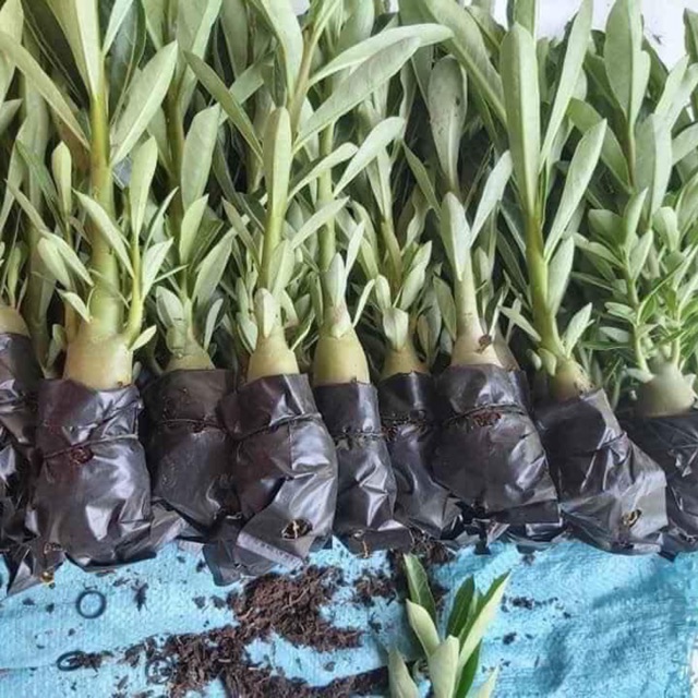 Combo 3 cây hoa sứ thái lan dễ trồng dễ chăm nhanh hoa
