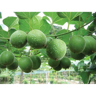 Hạt giống la hán quả (cây leo thích hợp khí hậu mát mẻ)