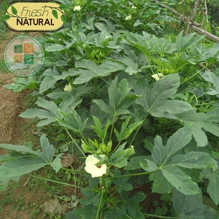 Hạt giống đậu bắp xanh