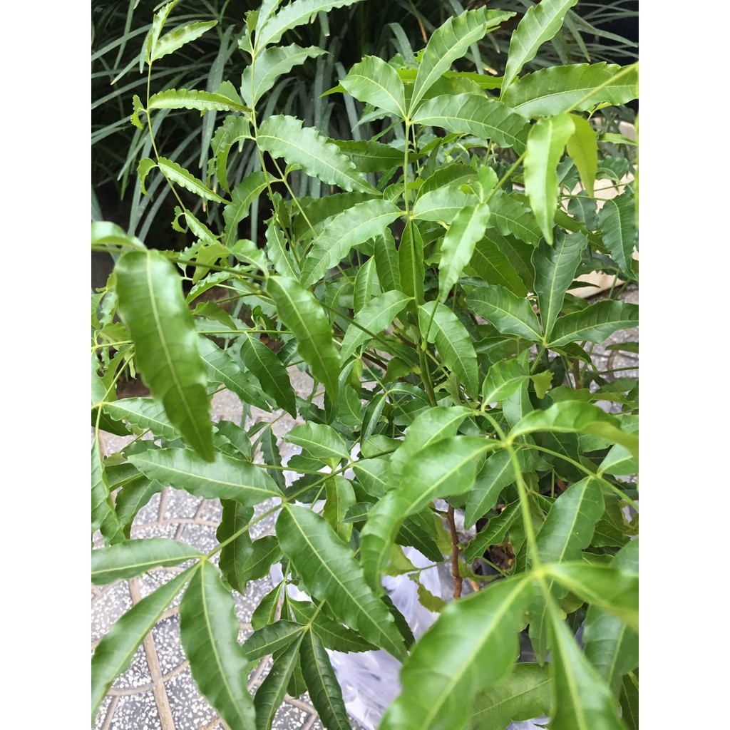CÂY SẦU ĐÂU LÁ LÀM GỎI CAO TỪ 60CM TRỞ LÊN