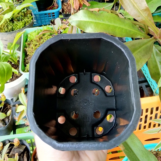 Combo 10 Chậu vuông 10x11 đen