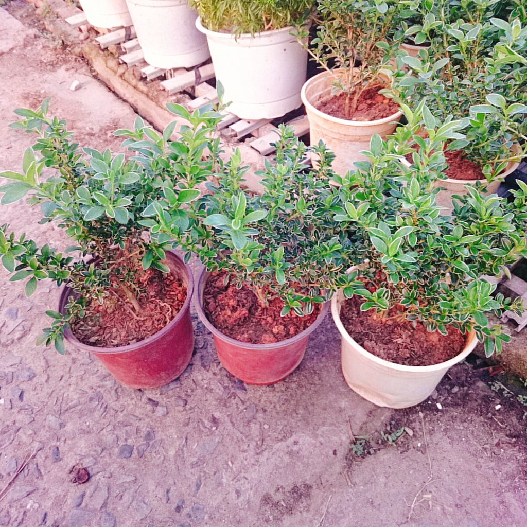 Cây cảnh bạch tuyết mai