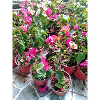 Cây hoa giấy đổi màu nhập ngoại