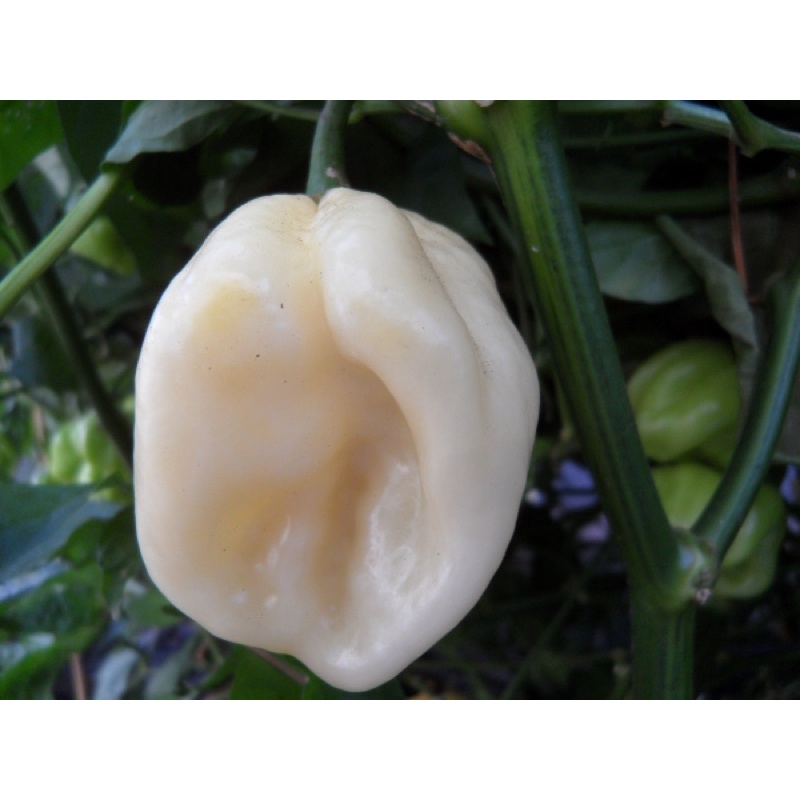 [HG Mỹ] Hạt giống Ớt Siêu Cay Habanero Trắng Nhập Khẩu Mỹ - 10 hạt - nảy mầm 95%