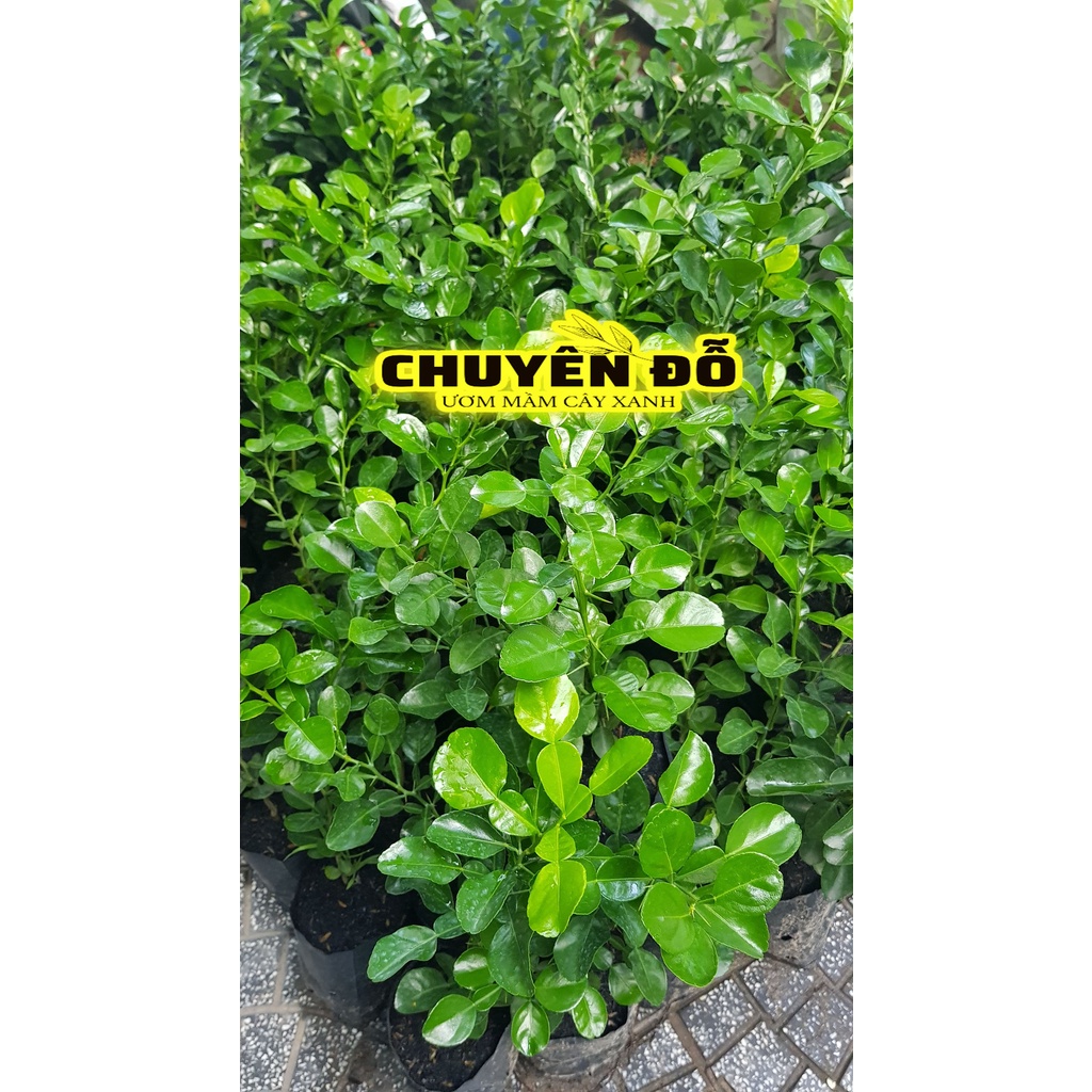 Cây Chúc, Chanh thái, chanh lá số 8, chúc 7 núi 20cm