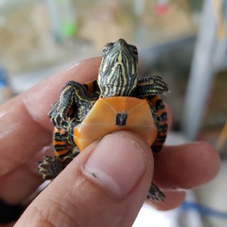 Vẽ phương tây size 2-3