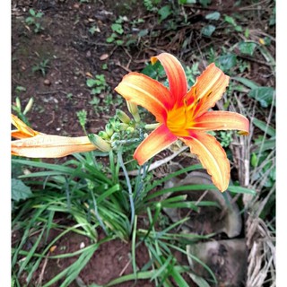 cây hoa loa kèn màu cam