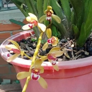 Phong lan kiếm rừng (hàng kg)