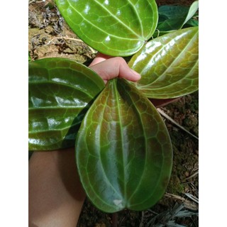 Mô Hình Đồ Chơi Nhân Vật Hoyalatifolia
