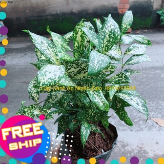 Trúc Nhật Đốm