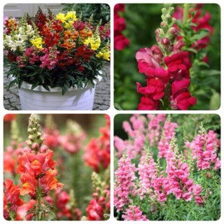 [Chỉ 9K] 20 Hạt giống Hoa Mõm Sói Mix nhiều màu cực dễ trồng