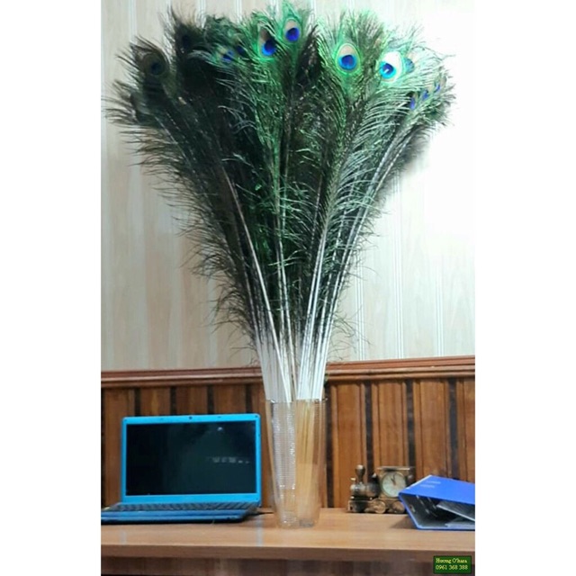 Lông công phong thuỷ tự nhiên 70-75cm LOẠI 1 mắt to đẹp | BigBuy360 - bigbuy360.vn