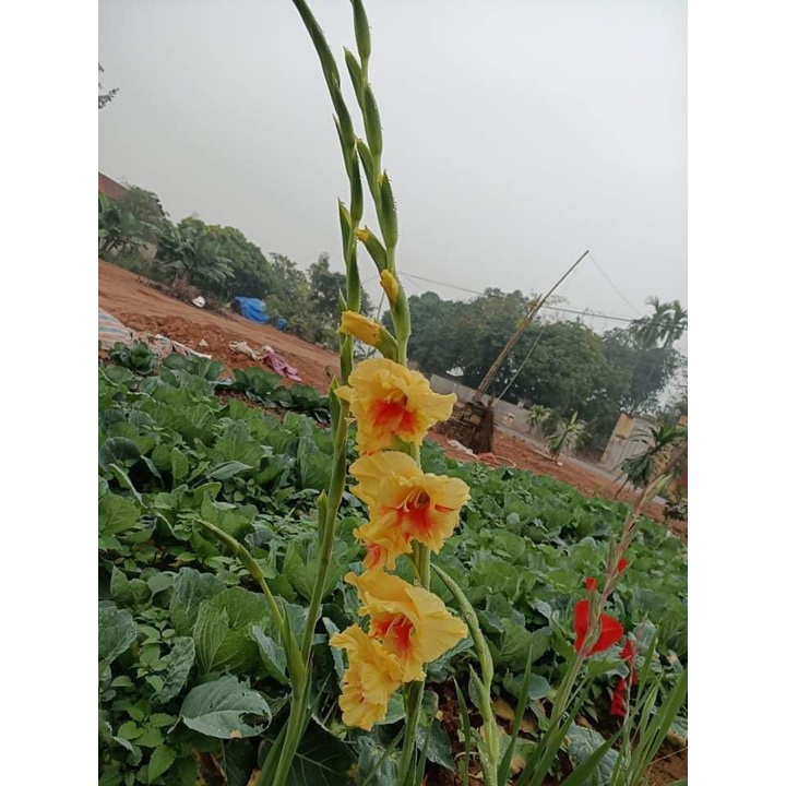 CỦ HOA LAY ƠN  GIỐNG SIZE TO  30-40 củ/1kg