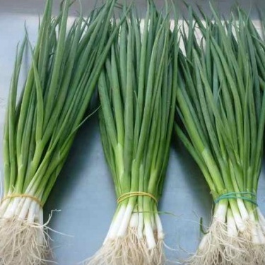 Hạt Giống Hành Lá Cao Sản - Hành Hương