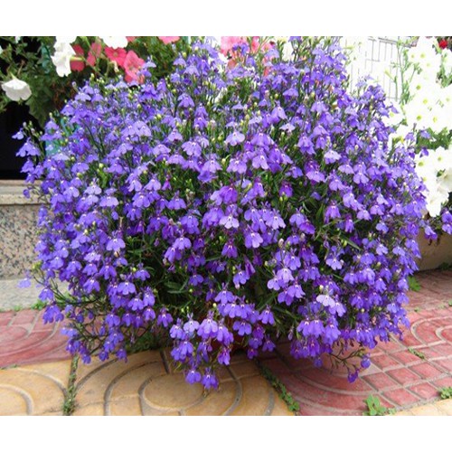 Hạt Giống Hoa Lobelia Mix 100 Hạt