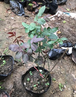 Cây hồng đỏ pháp