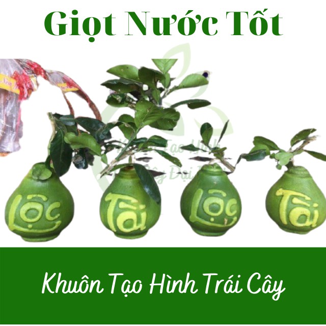 (Chữ Tài Lộc)(Bưởi 1-1,4kg) Khuôn Giọt Nước Cứng dày dặn, hàng loại đẹp - Khuôn Tạo Hình Trái Cây Dùng Nhiều Vụ