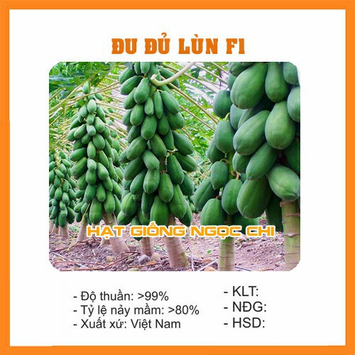 Hạt Giống Cây Đu Đủ Lùn F1 - 5 Hạt