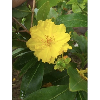 Mai giảo ĐA PHÚC (hoa to khủng, giống rất được ưa chuộng) ghép gốc mai vàng con quấn rễ đẹp