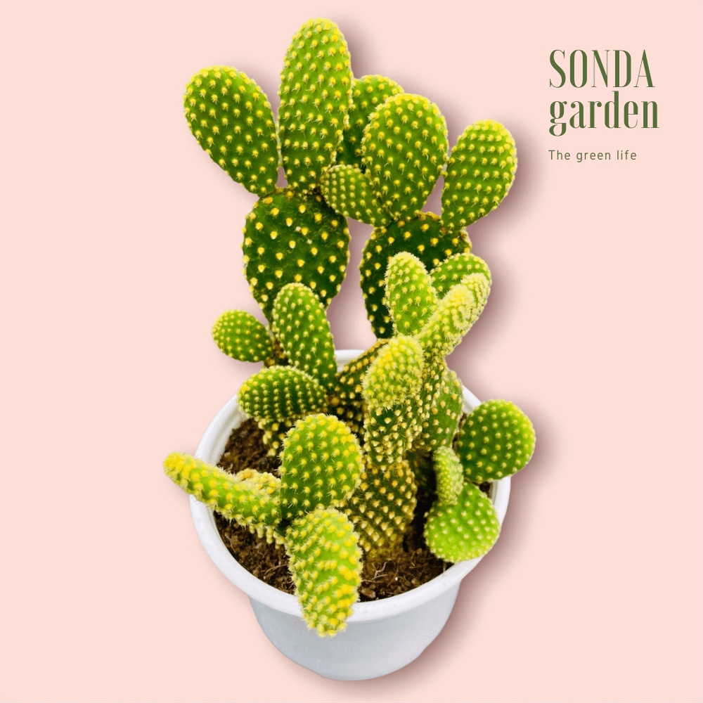 Xương rồng tai thỏ SONDA GARDEN size trung bình 10cm, cây cảnh trang trí nhà cửa, lỗi 1 đổi 1