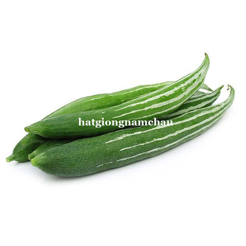 15H - HẠT GIÓNG LẶC LẦY  XANH