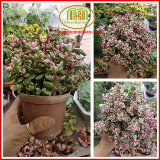 Cây dola thạch bích hồng biểu tượng tiền bạc mang lại giàu sang, phú quý cho người trồng