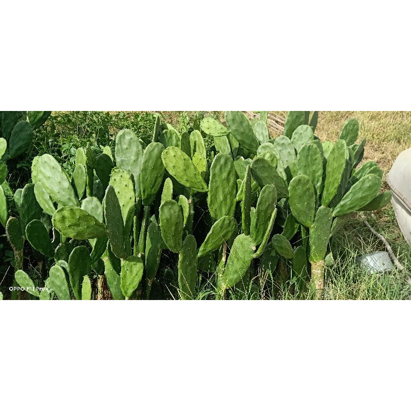 Xương rồng tai thỏ cao 30cm