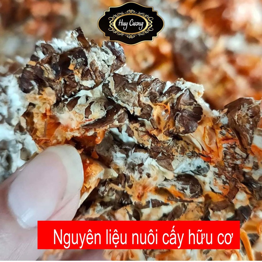 Đế Đông Trùng Hạ Thảo Nocovy Loại Thượng Hạng Sấy Khô Giúp T.ăng Cường Ph.ái Mạnh