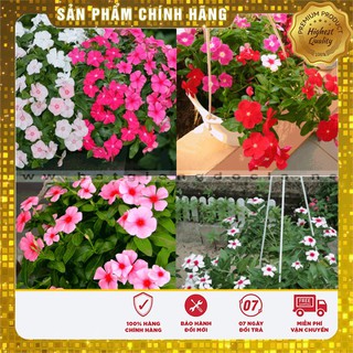 Hạt Giống Hoa Dừa Cạn Rũ Nhiều Màu(50 hạt)