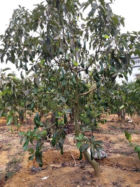 1kg Bơ 034 - cơm vàng vỏ mỏng hạt lép | BigBuy360 - bigbuy360.vn