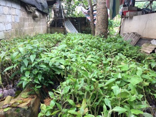 Combo 30 cây Chè Khổng Lồ
