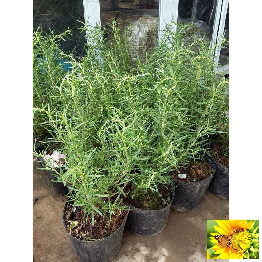 Hạt giống Hương thảo