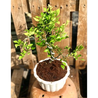 Chậu Bonsai cây Nguyệt Quế