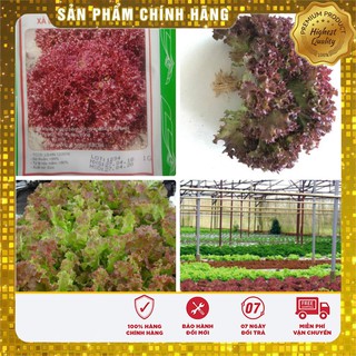 Hạt Giống Rau Xà Lách Xoăn Tím - 1gr