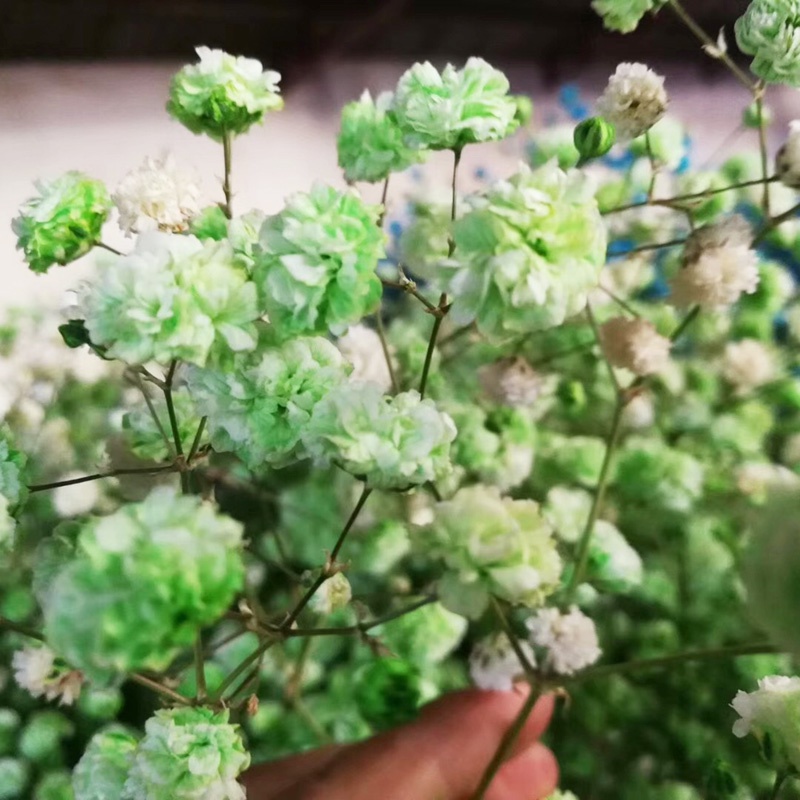 Hoa Baby Khô - Hoa Gypsophila Khô Trang Trí Nến Thơm - Nguyên Liệu Làm Nến Handmade