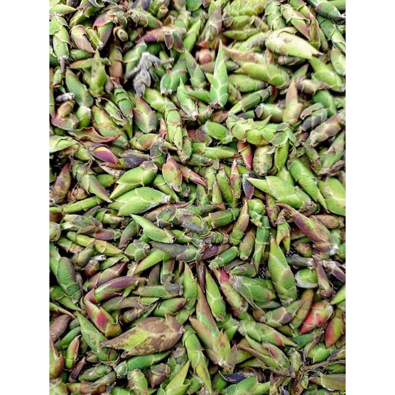 Trà đuôi rồng sấy lạnh 100g