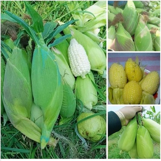 Hạt giống ngô nếp nù sữa 15 gram