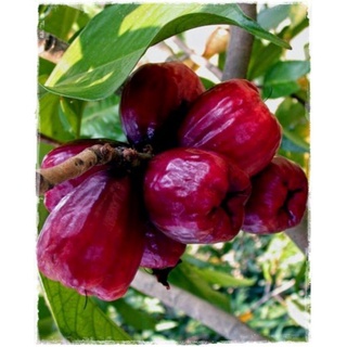 CÂY MẬN THÁI ( cây ghép siêu sớm)