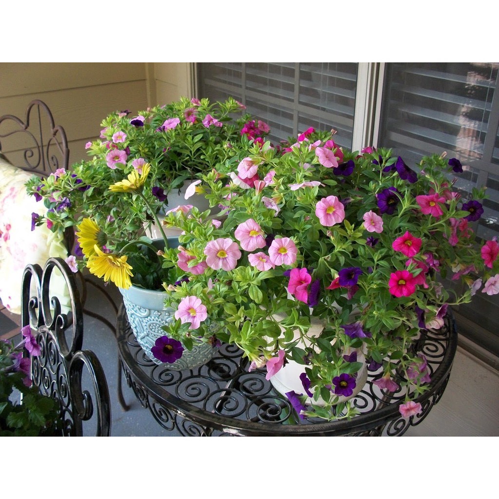 Hạt giống hoa dạ yến thảo rủ petunia mix nhiều màu sắc ( gói 50gram , 200gram ,200gram)