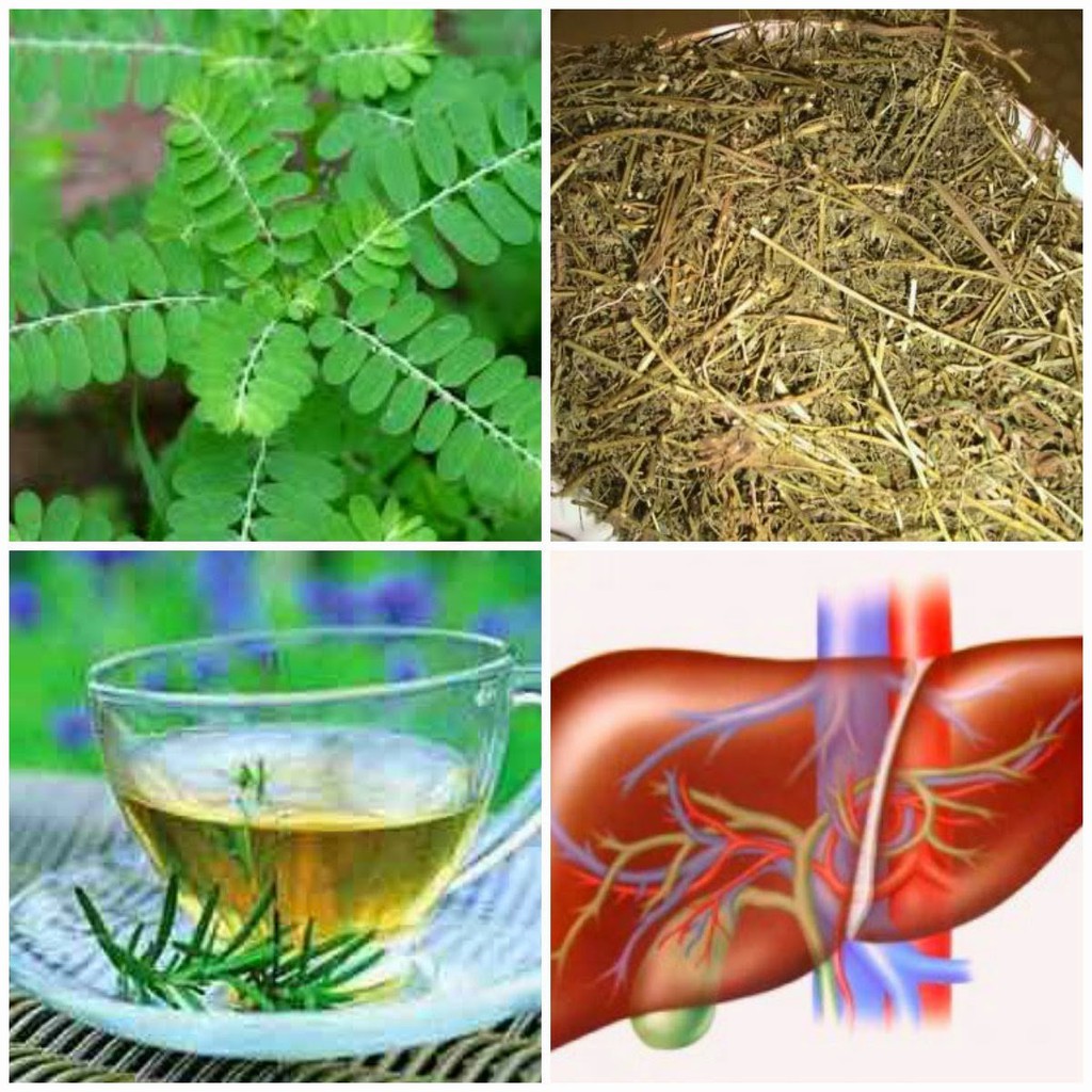 Diệp hạ châu hay còn gọi là cây chó để răng cưa JINDO 1kg giúp mát gan