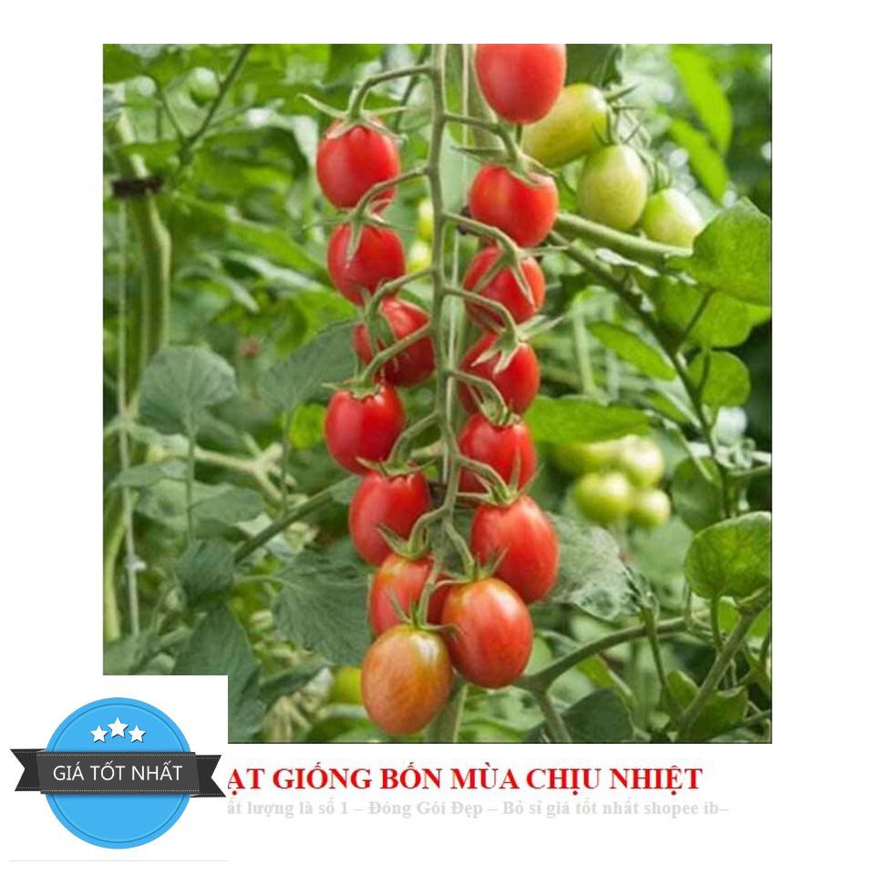 Gói 30 hạt giống cà chua chuỗi ngọc Hạt Giống Cà Chua Bi Chùm Đỏ Chuỗi Ngọc F1 Dễ Trồng Ăn Cực Ngon