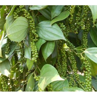 Hạt tiêu siêu thơm siêu cay thuythuy