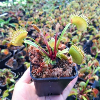 Cây bẫy kẹp, cây bắt ruồi venus flytrap trang trí