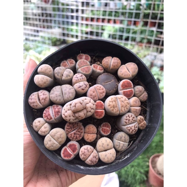 (FREESHIP) SEN THẠCH LAN, SEN ĐÁ  MÔNG SIÊU CUTE, LITHOPS NHIỀU MÀU SẮC