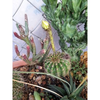 Xương rồng bí xanh