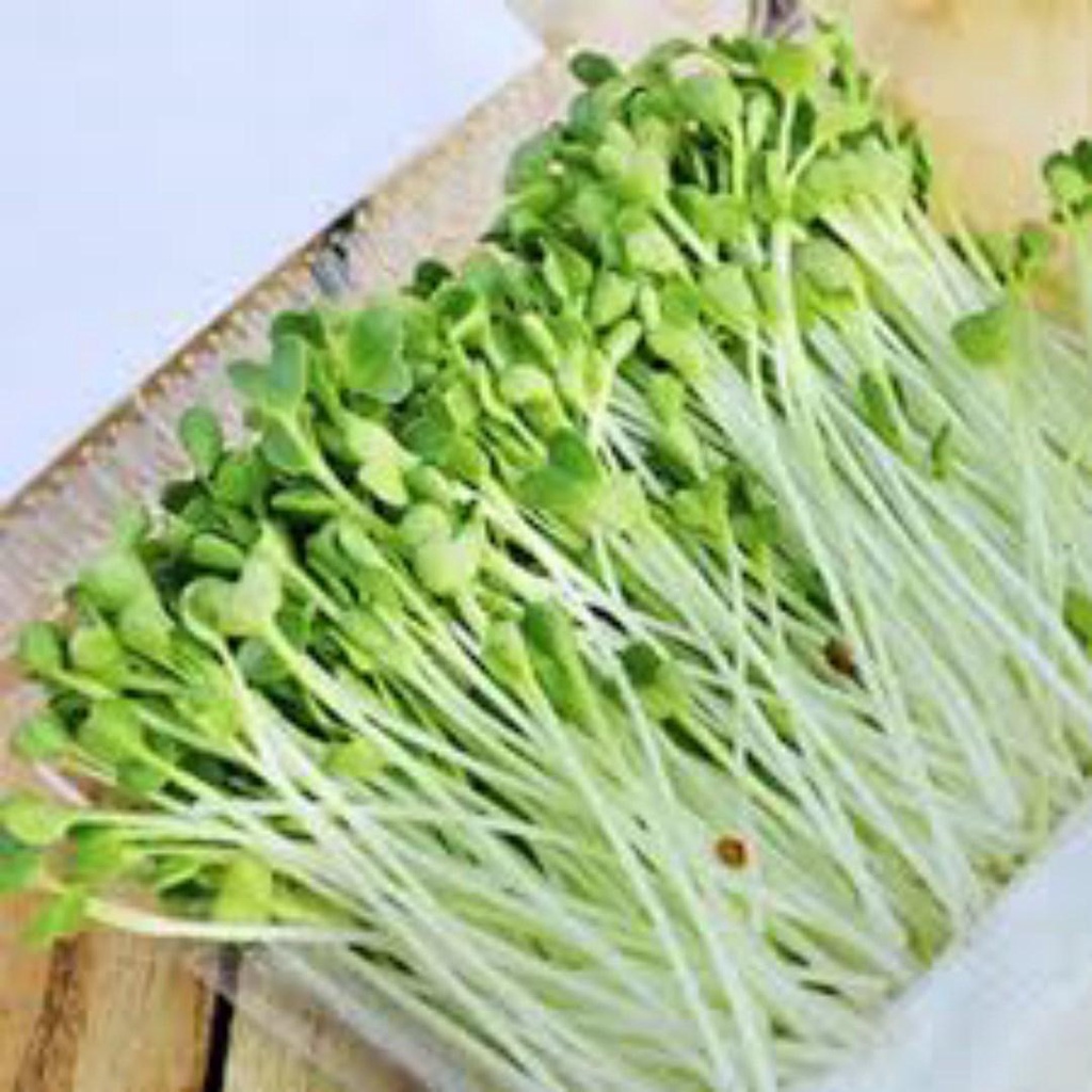 ( SIÊU RẺ ) Hạt giống rau mầm cải ngọt 100gr