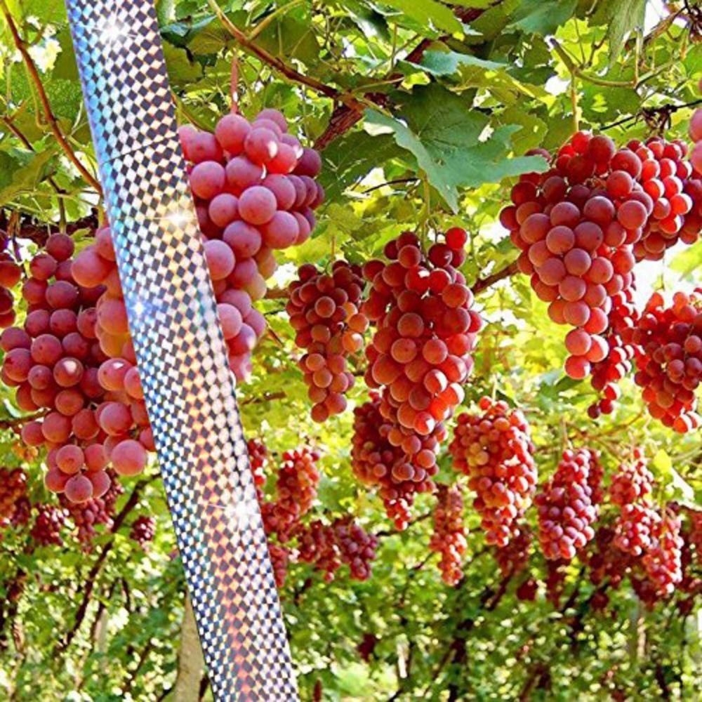 Băng Keo Phản Quang Hai Mặt Dùng Đuổi Chim Tiện Dụng