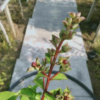 Cây 🌲 Tường Vi đỏ.... siêu hoa...