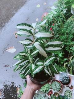 Trúc Nữ Hoàng